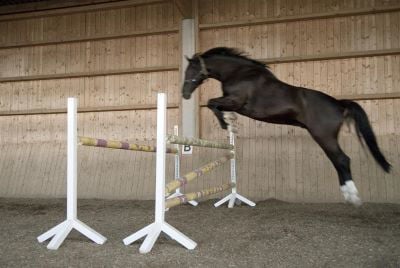 free schooling a horse 